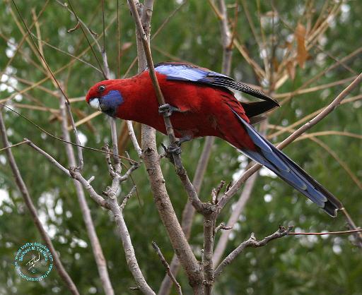 Crimson Rosella 9Y209D-192.JPG